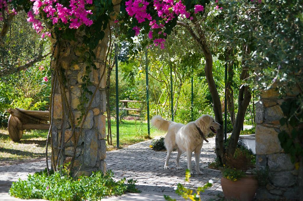 Olive Farm Of Datca Guesthouse (Adults Only) Dış mekan fotoğraf