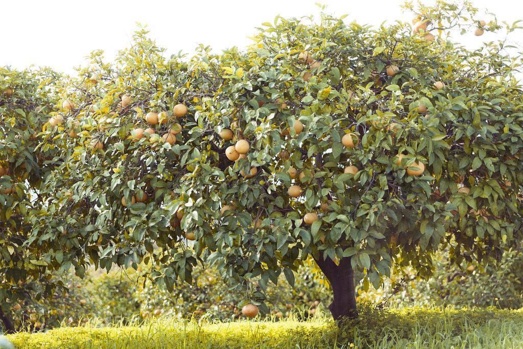 Olive Farm Of Datca Guesthouse (Adults Only) Dış mekan fotoğraf