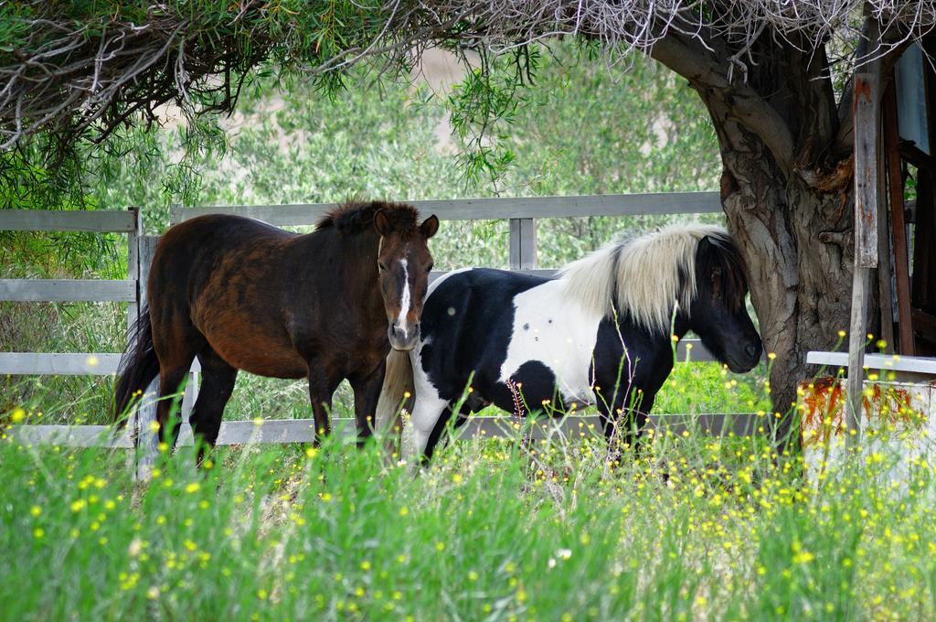 Olive Farm Of Datca Guesthouse (Adults Only) Dış mekan fotoğraf